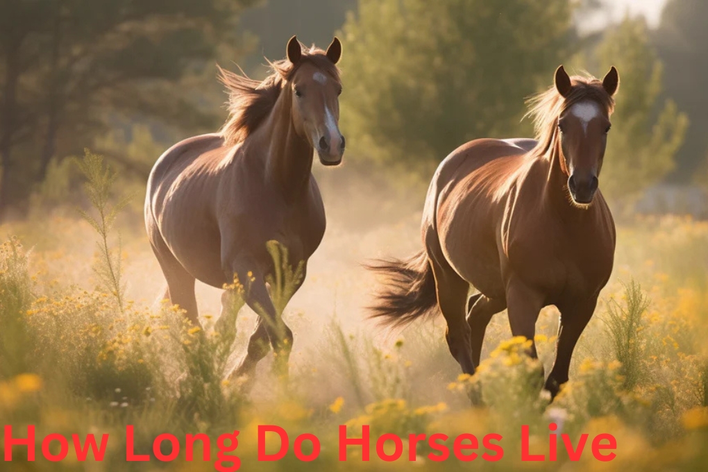 how long do horse live