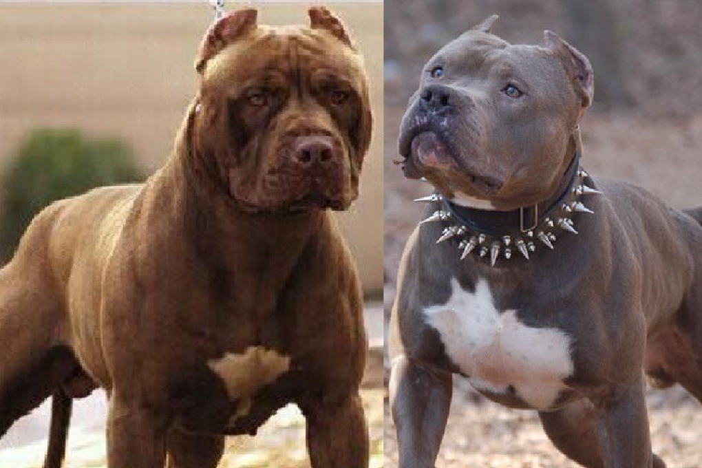 blue nose pitbull vs red nose pitbull