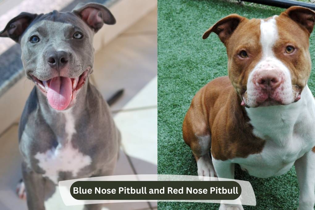 blue nose pitbull and red nose pitbull